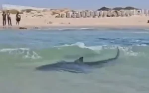 Τρόμος στο Ισραήλ: Καρχαρίες βγήκαν στα ρηχά ανάμεσα σε παιδιά – Αγνοείται δύτης – ΒΙΝΤΕΟ