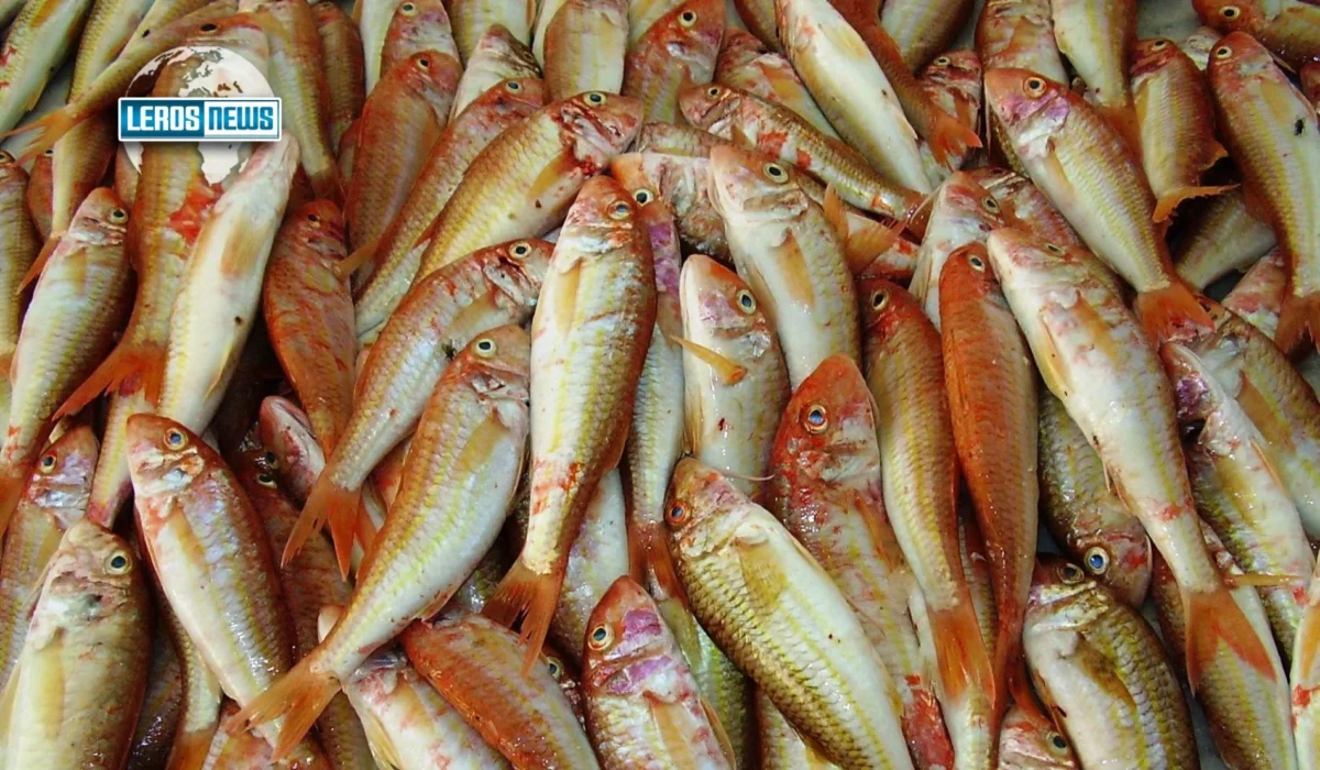 Λέρος: Εκατοντάδες ψάρια βγήκαν στη στεριά &#8211; Έπεσε 1,5 μέτρο η στάθμη της θάλασσας [VIDEO]