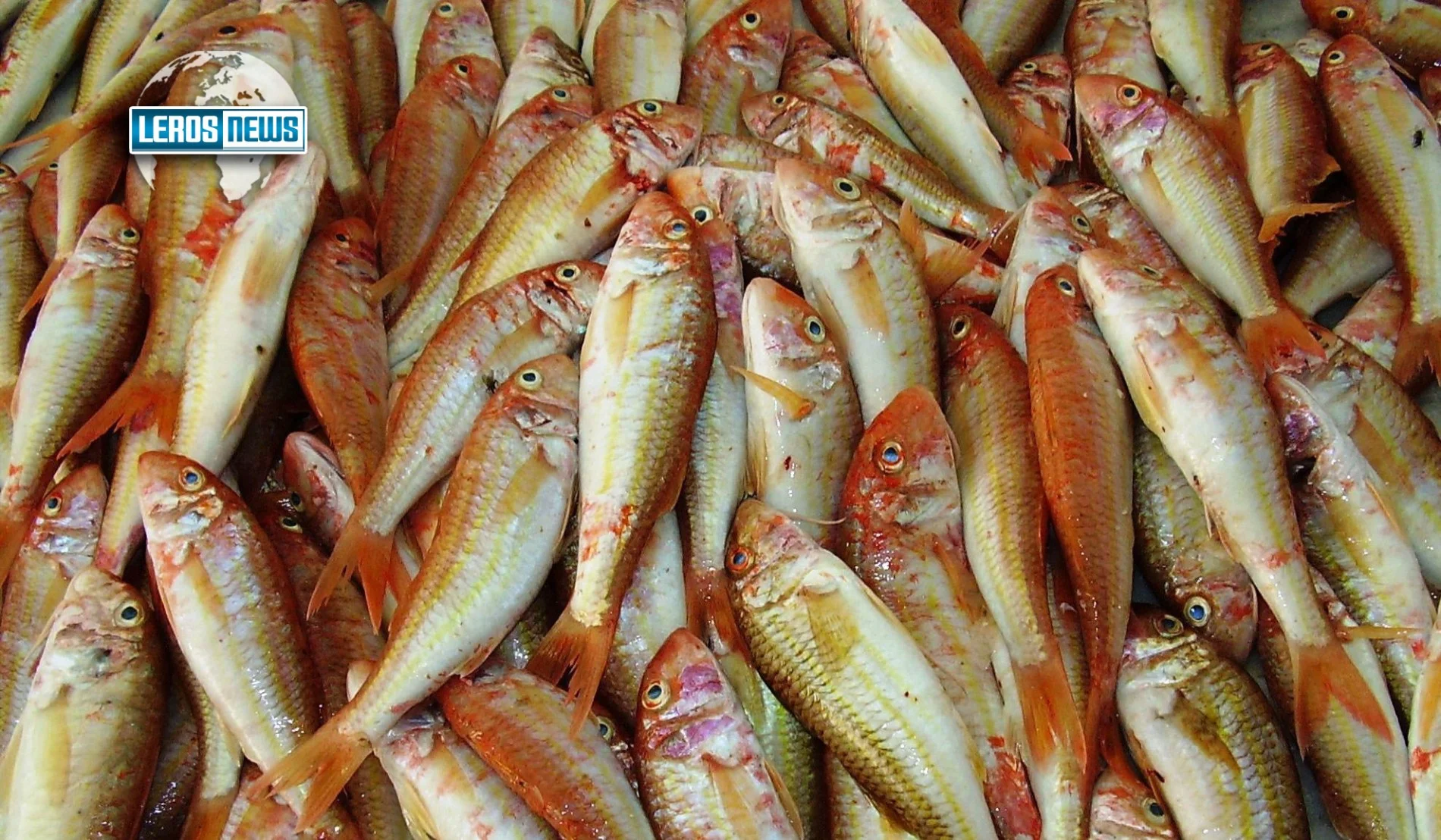 Λέρος: Εκατοντάδες ψάρια βγήκαν στη στεριά – Έπεσε 1,5 μέτρο η στάθμη της θάλασσας [VIDEO]