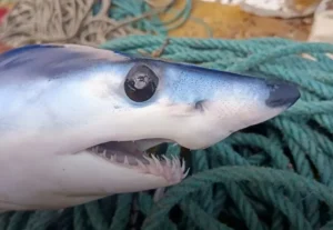 Σάμος: Η στιγμή που ψαράς έπιασε τον ταχύτατο καρχαρία και τον απελευθέρωσε