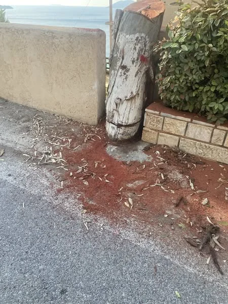 Λέρος: Νέα καταγγελία Μιχάλη Κόλια για κοπή δέντρων στον Βρομόλιθο