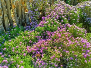 Λέρος: Εκδήλωση παρουσίασης αποτελεσμάτων του έργου με τίτλο «Βιοενεργά φυτά της Λέρου. Αναδεικνύουμε δυνατότητες και ευκαιρίες»