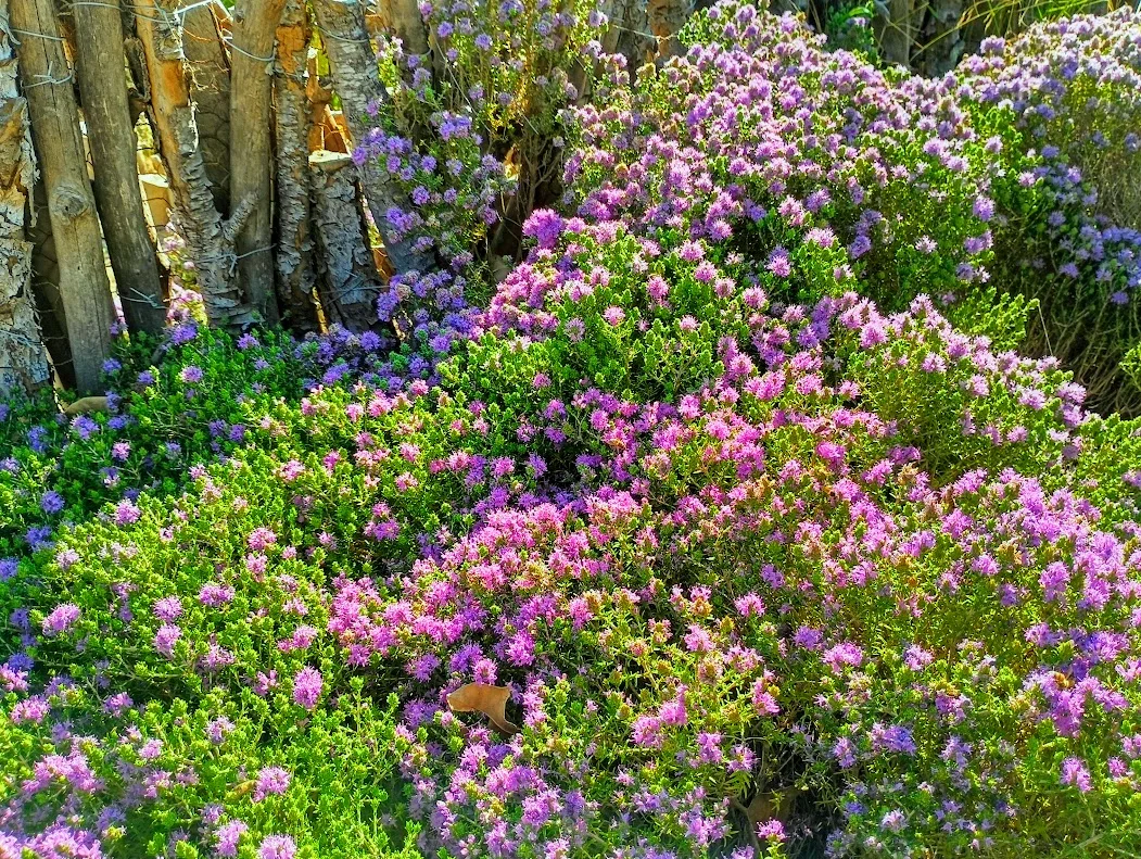 Λέρος: Εκδήλωση παρουσίασης αποτελεσμάτων του έργου με τίτλο «Βιοενεργά φυτά της Λέρου. Αναδεικνύουμε δυνατότητες και ευκαιρίες»