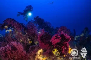 Φούρνοι: Ιστορική απόφαση για την προστασία των Κοραλλιών του Αιγαίου