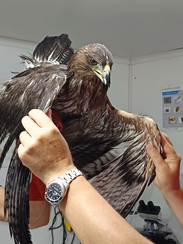 Λέρος: Αίσιο τέλος για σπάνιο είδος αετού