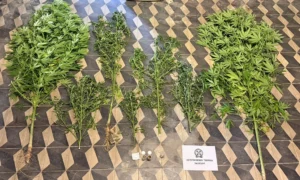 Ρόδος: Σύλληψη 49χρονου για κατοχή και καλλιέργεια κάνναβης