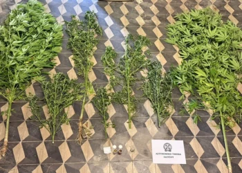 Ρόδος: Σύλληψη 49χρονου για κατοχή και καλλιέργεια κάνναβης