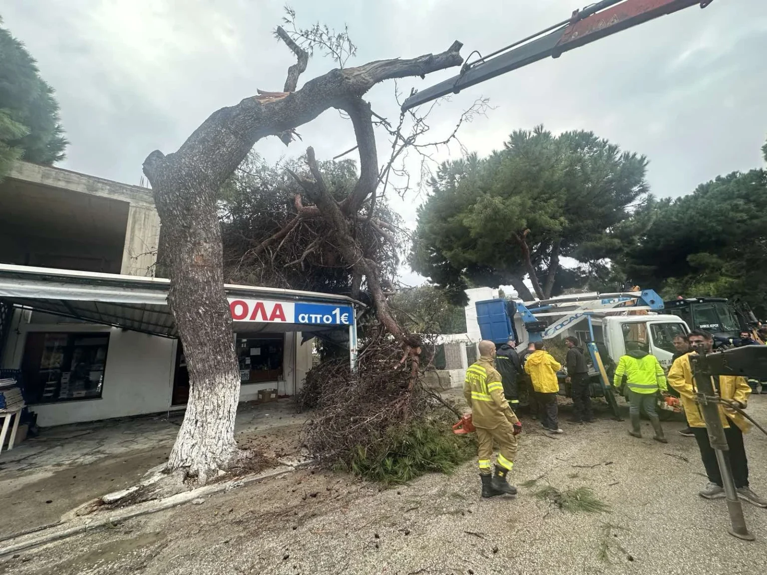 Λέρος: Νέα πτώση δέντρου σε πολυσύχναστο δρόμο &#8211; Άμεση επέμβαση της Τεχνικής Υπηρεσίας του Δήμου