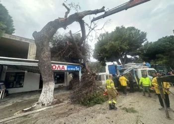 Λέρος: Νέα πτώση δέντρου σε πολυσύχναστο δρόμο – Άμεση επέμβαση της Τεχνικής Υπηρεσίας του Δήμου
