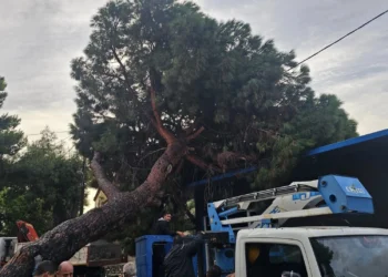 Λέρος: Δέντρο ξεριζώθηκε και έπεσε σε κτίριο