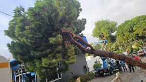 Λέρος: Δέντρο ξεριζώθηκε και έπεσε σε κτίριο
