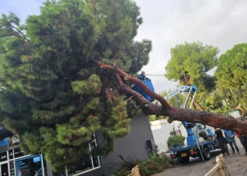 Λέρος: Δέντρο ξεριζώθηκε και έπεσε σε κτίριο