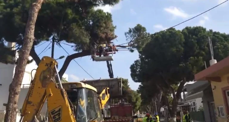 Λέρος: Κατεπείγουσα συνεδρίαση για το κλάδεμα επικίνδυνων δέντρων στο οδικό δίκτυο