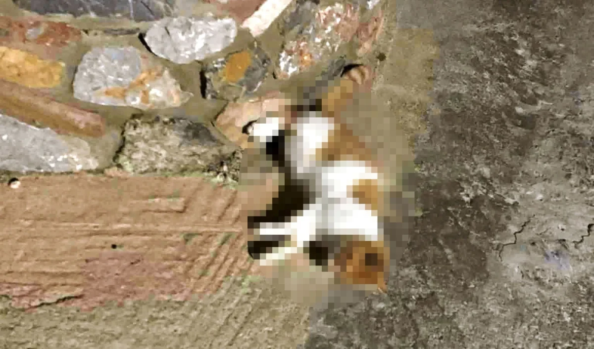 Νεκρά αδέσποτα γατιά από δηλητηρίαση στη Λέρο &#8211; Παρέμβαση και αυστηρό μήνυμα από τον Δήμο