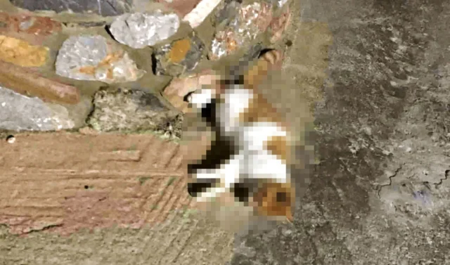 Νεκρά αδέσποτα γατιά από δηλητηρίαση στη Λέρο &#8211; Παρέμβαση και αυστηρό μήνυμα από τον Δήμο