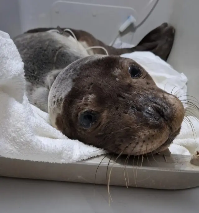 Λέρος: Διάσωση ετοιμοθάνατης φώκιας 30 ημερών – Αγώνας ζωής για να σωθεί