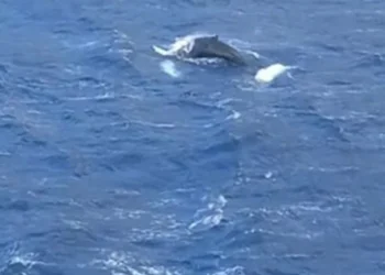 Κάλυμνος: Φάλαινα έκανε την εμφάνισή της στον κόλπο των Αργινώντων, δείτε βίντεο