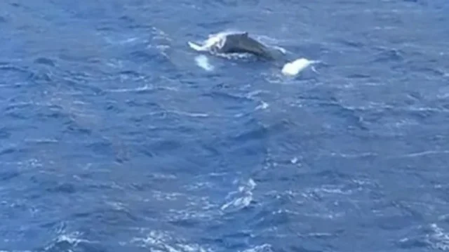 Κάλυμνος: Φάλαινα έκανε την εμφάνισή της στον κόλπο των Αργινώντων, δείτε βίντεο