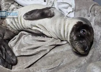 Λέρος: Διάσωση ετοιμοθάνατης φώκιας 30 ημερών – Αγώνας ζωής για να σωθεί