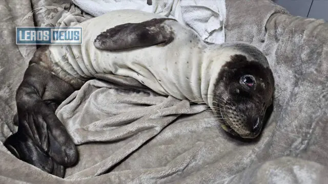 Λέρος: Διάσωση ετοιμοθάνατης φώκιας 30 ημερών – Αγώνας ζωής για να σωθεί