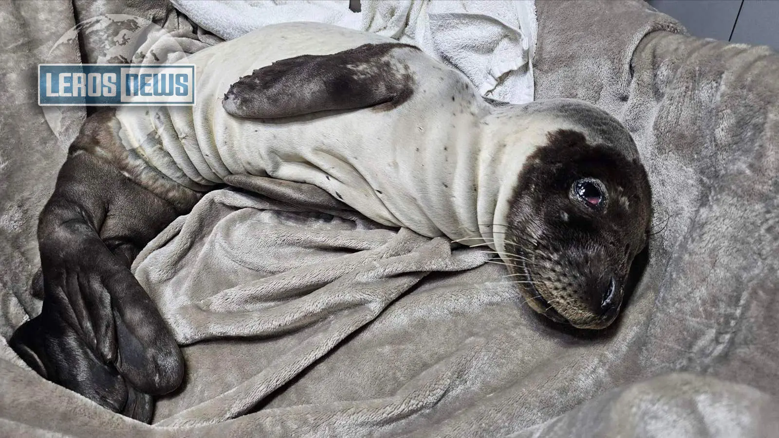 Λέρος: Διάσωση ετοιμοθάνατης φώκιας 30 ημερών &#8211; Αγώνας ζωής για να σωθεί