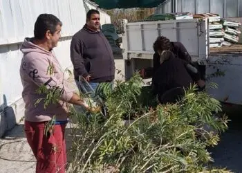 2.700 δασικά και καλλωπιστικά φυτά από το Περιφερειακό Φυτώριο αλλάζουν το περιβάλλον και το μέλλον των νησιών