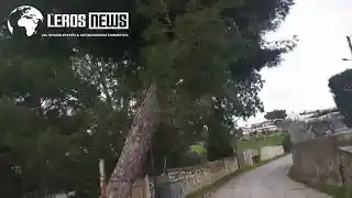 Λέρος: Έκκληση πολίτη για επικίνδυνο πεύκο στο Λακκί