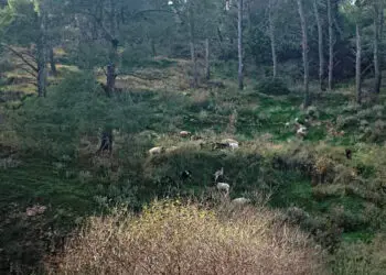 Λέρος: Καταγγελία στην Εισαγγελία από κατοίκους για υπόθεση παράνομης βόσκησης