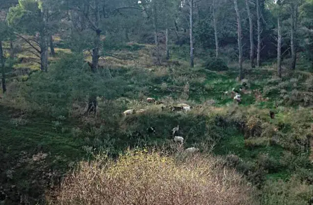 Λέρος: Καταγγελία στην Εισαγγελία από κατοίκους για υπόθεση παράνομης βόσκησης