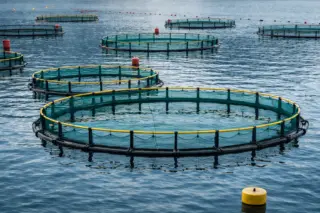 Χωροταξική oργάνωση για την ελληνική θαλάσσια υδατοκαλλιέργεια