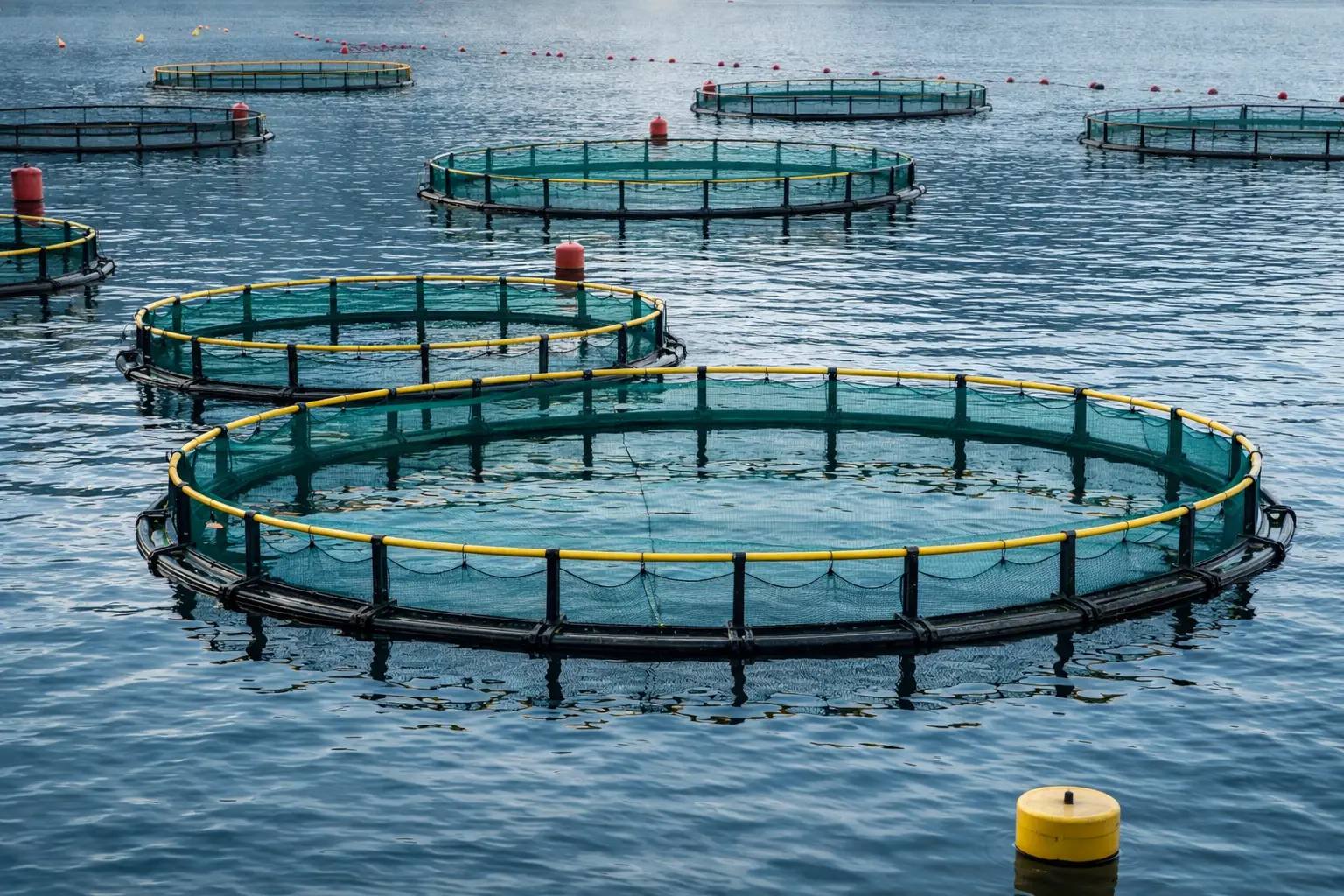 Χωροταξική oργάνωση για την ελληνική θαλάσσια υδατοκαλλιέργεια