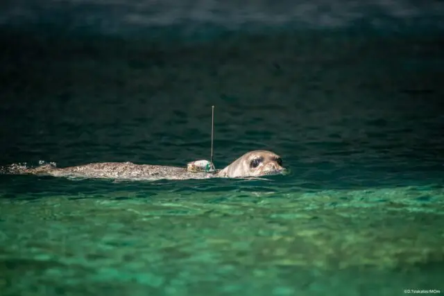 Λέρος: Τα κατάφερε η φώκια &#8220;Καλυψώ&#8221; &#8211; Από την περίθαλψη πίσω στο γαλάζιο του Αιγαίου