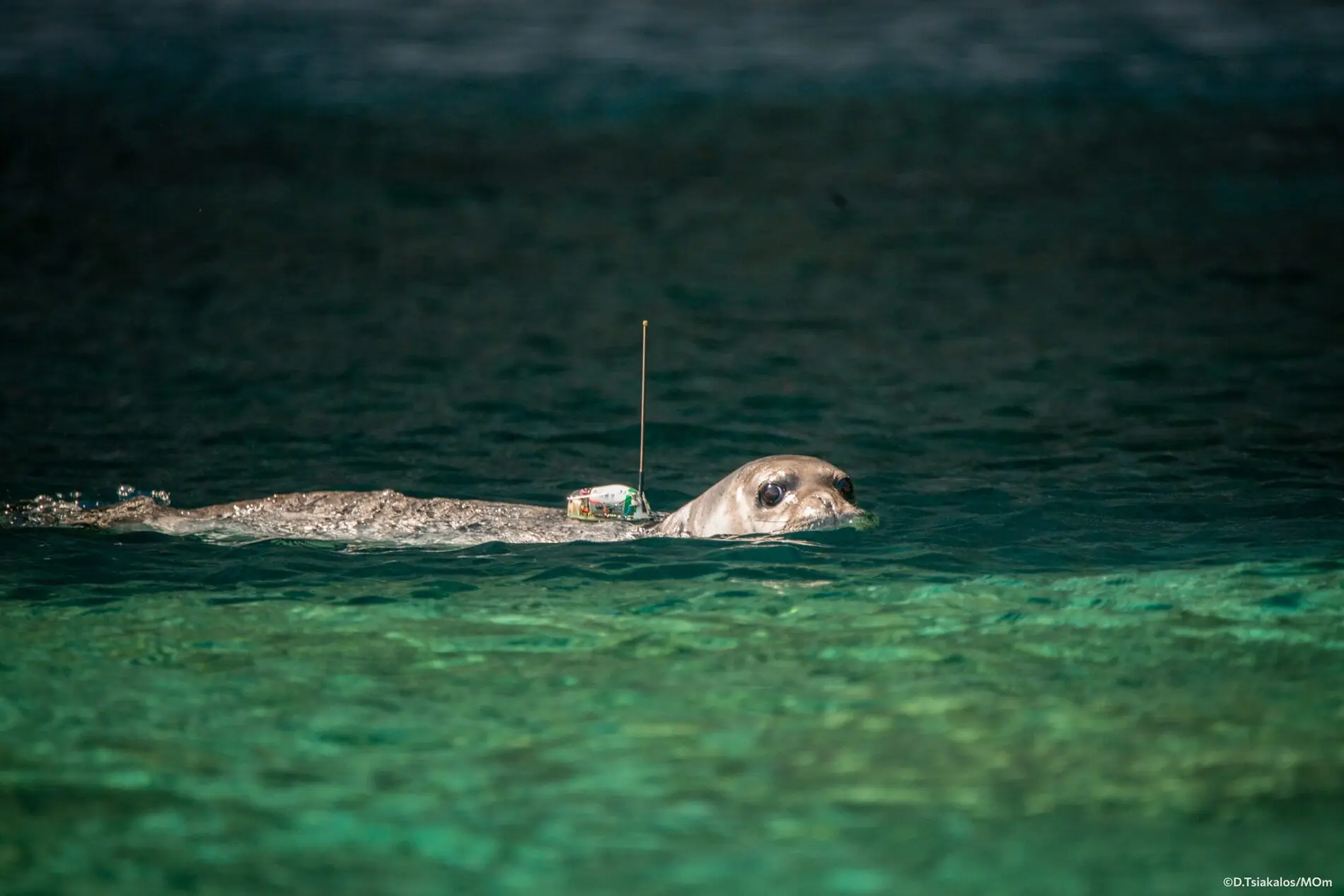 Λέρος: Τα κατάφερε ο φώκια &#8220;Καλυψώ&#8221; &#8211; Από την περίθαλψη πίσω στο γαλάζιο του Αιγαίου