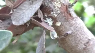 Οι Φύλακες της Λεριανής μνήμης και &#8220;οι Κρυφές&#8221; Μαστιχιές της Λέρου