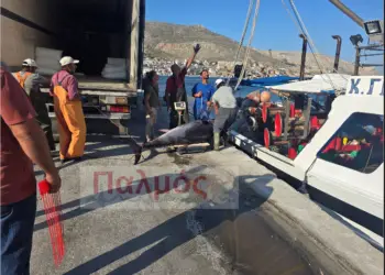 Τόνος – «τέρας» από Καλύμνιους ψαράδες – Εντυπωσιακές εικόνες στο λιμάνι