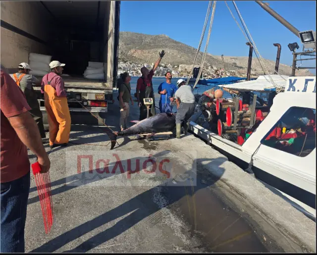 Τόνος – «τέρας» από Καλύμνιους ψαράδες – Εντυπωσιακές εικόνες στο λιμάνι