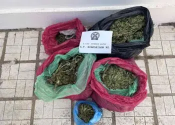 Κως: Εντοπίστηκαν 78 δενδρύλλια κάνναβης σε αγρόκτημα