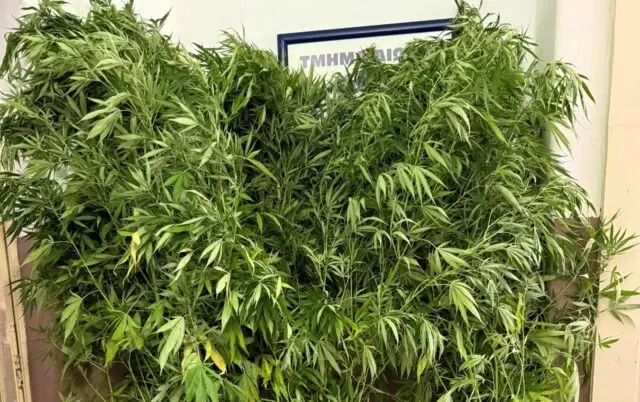 Συνελήφθη 60χρονη αλλοδαπή για καλλιέργεια κάνναβης στη Ρόδο